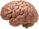 brain